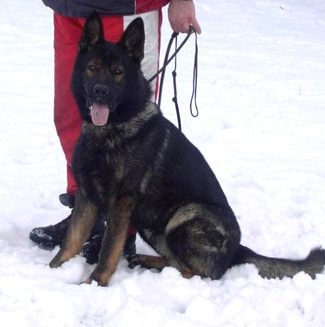 Sch3 german shepherd online for sale